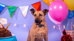 Why Is My Dog Scared Of Balloons